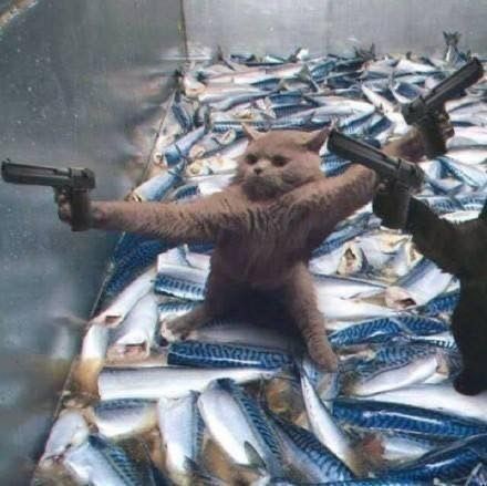 Создать мем: adesivo, забавные животные, here fishy fishy fishy meme