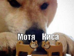 Create meme: dog bites, Shiba inu meme bites, Shiba inu bites