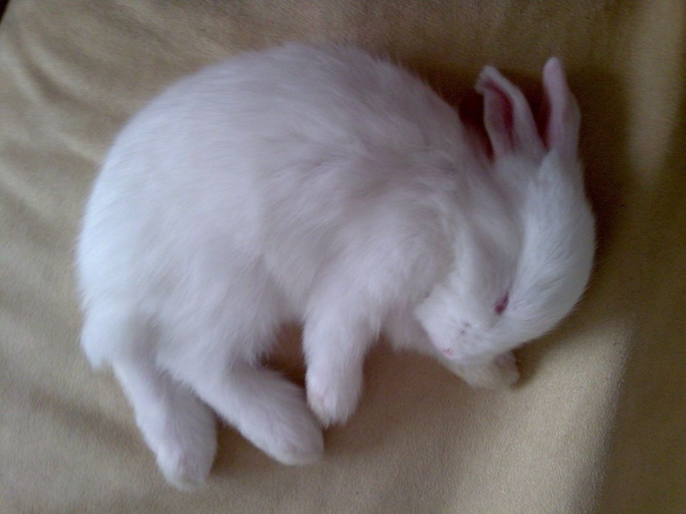 Создать мем: карликовый кролик белый, кролик, декоративный кролик белый