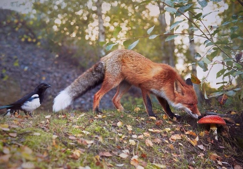 Create meme: the Fox eats the mushroom, Fox , the fox is hunting