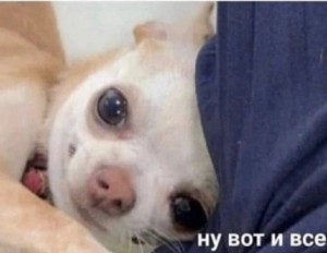 Создать мем: мем собака, грустная собака чихуахуа, плачущий чихуахуа