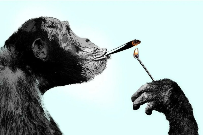 Создать мем: обезьяна с сигарой, картина курящая обезьяна, картина обезьяна с сигаретой