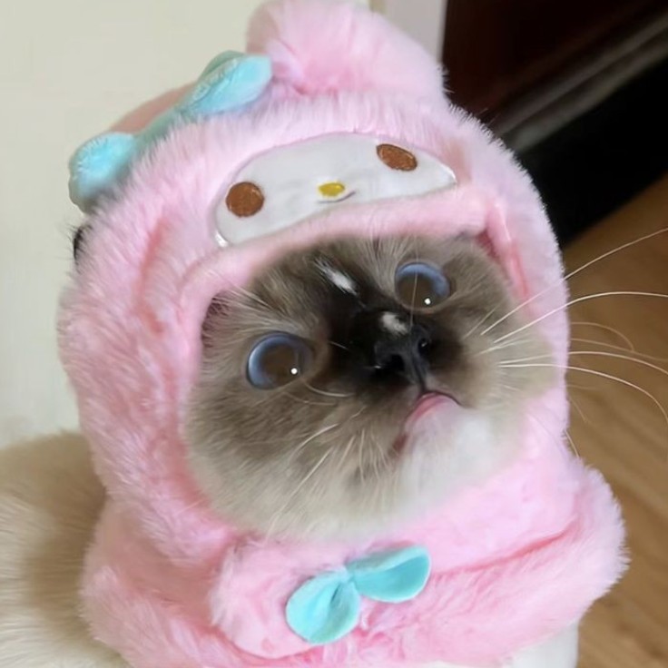 Create meme: cat , seals , cute cats