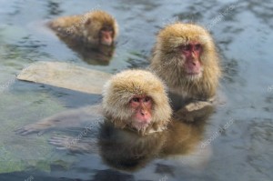 Создать мем: обезьяны в горячих источниках иней, макаки в горячих источниках, японские макаки в горячих источниках