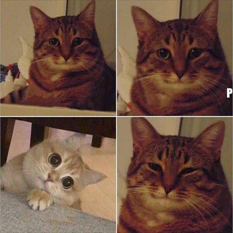 Создать мем: мем кошка, мемы с котами, довольный кот мем