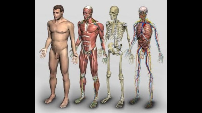 Create meme: the anatomy of a man, the human body, male body anatomy