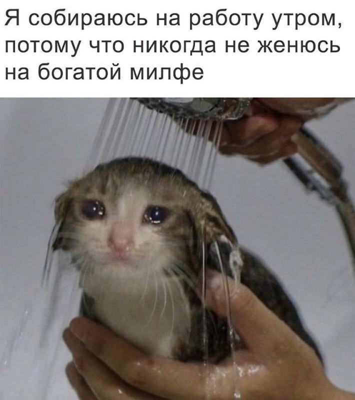 Создать мем: кот плачет, кот плачет мем, мокрый кот