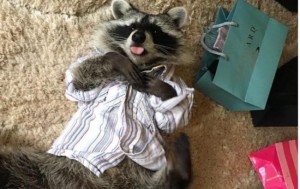 Create meme: funny raccoons, enotice cute, home raccoon a gargle