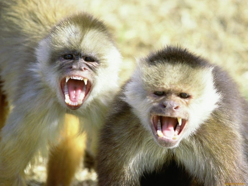 Create meme: capuchin monkey, the evil monkey, Burmese snub-nosed monkey