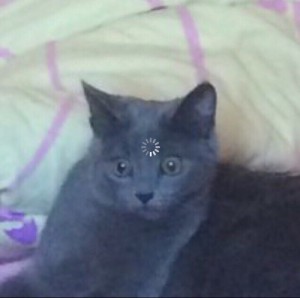 Создать мем: русская голубая котенок, дымчатый кот метис британца, русская голубая кошка метис