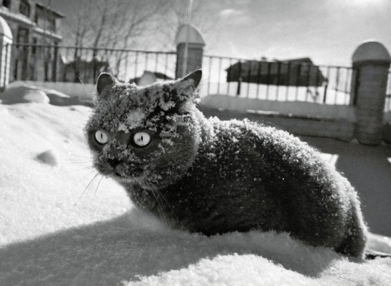 Create meme: cat in the snow, World Snow Day, frozen cat