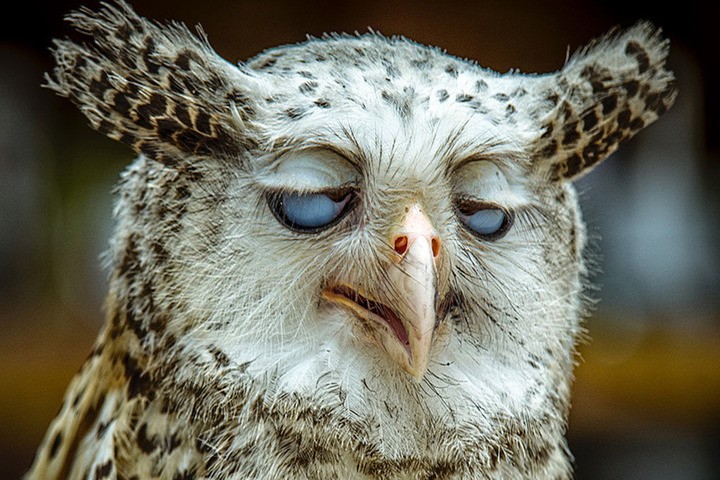 Create meme: funny owls, owl twitching eye, sleepy owl