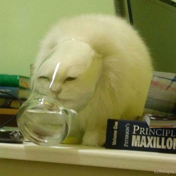 Create meme: cat , funny cats , the cat in the glass is funny