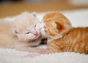 Создать мем: милые котята, котик целует, милые рыжие котята много новорожденные с мамой