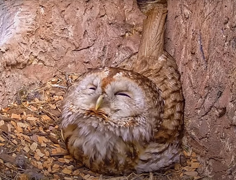 Create meme: The owl is sleepy, tawny owl, owl 