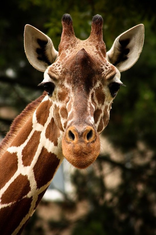 Create meme: giraffe face, giraffe , animals giraffe