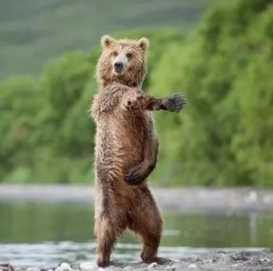 Create meme: very funny animals, funny animals, bear