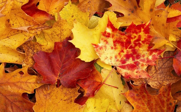 Создать мем: листва осень, желтый кленовый лист, осенняя листва