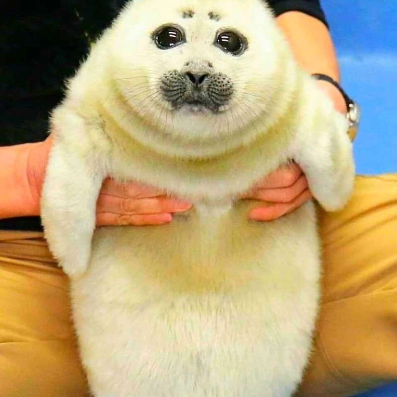 Create meme: baby seal, seal belek, little seal