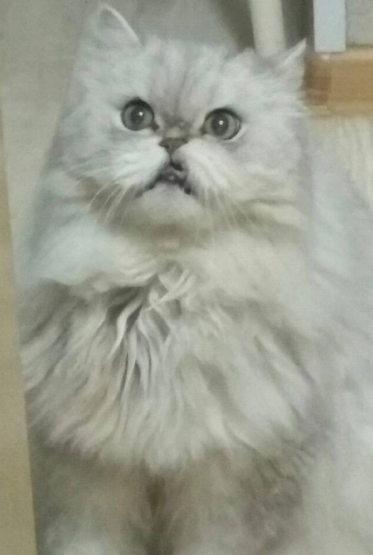 Создать мем: персидская шиншилла экстремал, персидская кошка белая, сибирская персидская шиншилла кошка