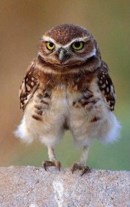 Create meme: photo owl thank you owl, owl happen, owl