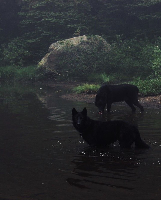 Создать мем: немецкая овчарка черная длинношерстная, черная собака, черный волк эстетика
