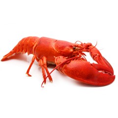 Create meme: crayfish live, crustaceans on a white background, cancer picture