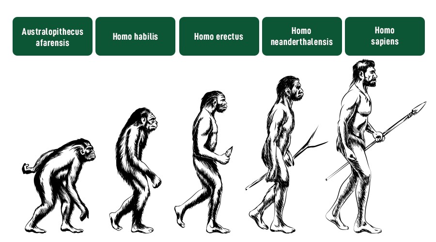 Этапы эволюции человека тест 9 класс. Эволюция человека. Ступени эволюции человека. Теория Дарвина о эволюции человека. Этапы эволюции человека.