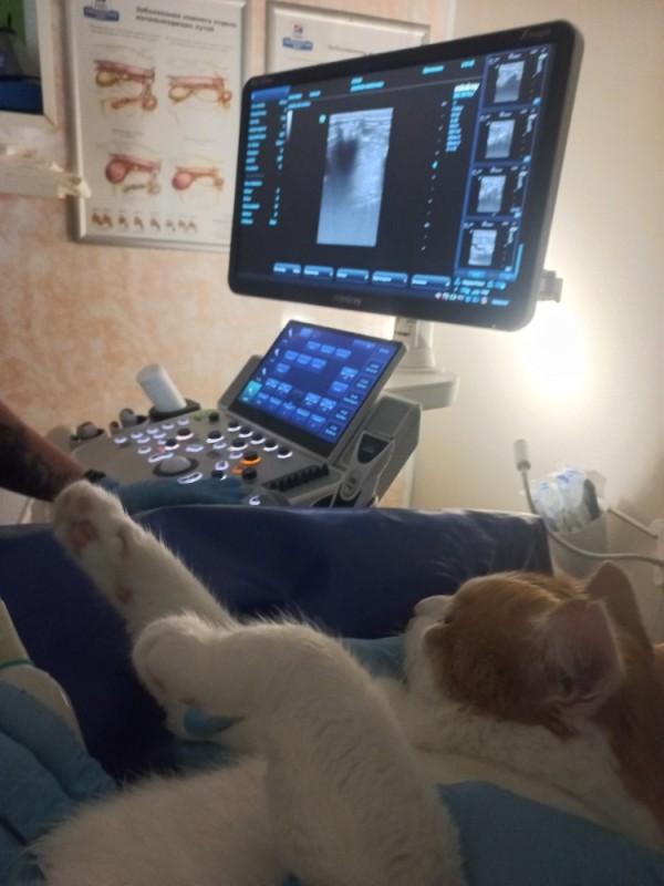 Create meme: cat , ultrasound of the cat, veterinary clinic