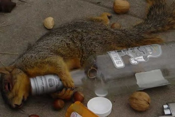 Create meme: drunk squirrel , sleepy squirrel, cool squirrel