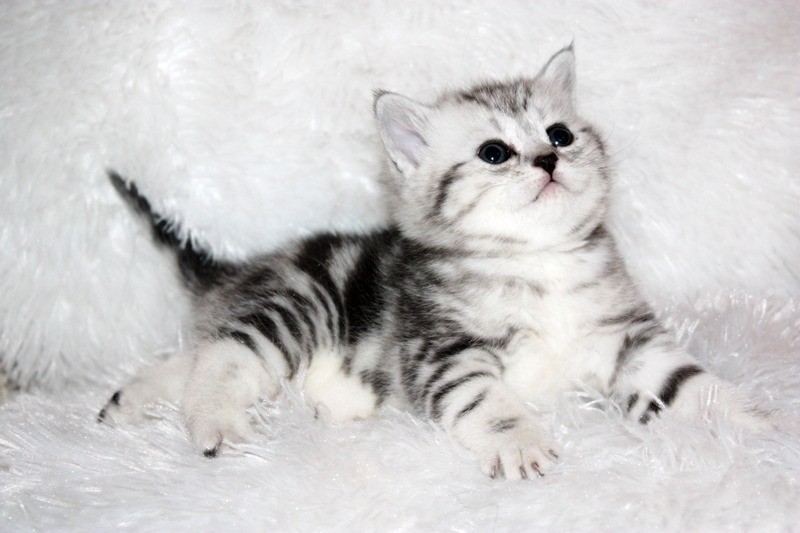 Создать мем: мраморный британец котенок, британский кот мраморный серебристый, британские котята мраморного окраса