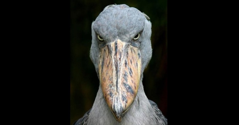 Create meme: the shoebill , the whale - headed bird, the shoebill Heron Royal