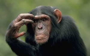 Create meme: black monkey, Monkey sinyavin