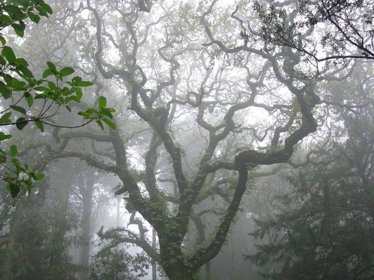 Создать мем: мрачное дерево, лес туман, природа туман