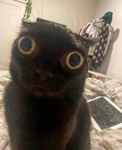 Создать мем: кошка, черный котик, кот со странными глазами