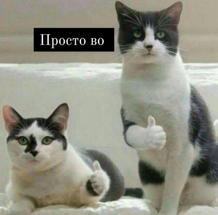 Create meme: kitty approves, cat meme , meme with cats
