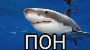 Создать мем: акула пон, акула большая, акула мем
