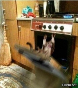 Create meme: fun, funny cats, the cat on the stove
