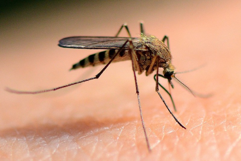 Создать мем: комар насекомое, комар и москит, кровососущие комары кровососущие комары