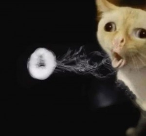 Создать мем: мем кот выдыхает дым, cat meme, кот пускает кольца