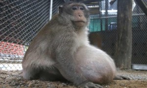 Создать мем: monkey man, толстая обезьяна, monkey