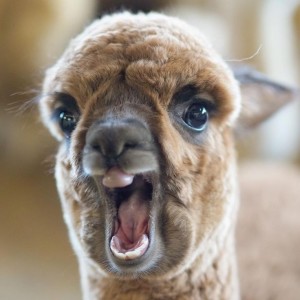 Create meme: Alpaca smile, Lama, Lama Alpaca