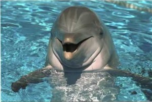 Create meme: flipper, Dolphinarium, animalia