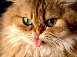 Create meme: cat smart, cat, it's a cat