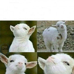 Create meme: the proud goat, memes, funny animals