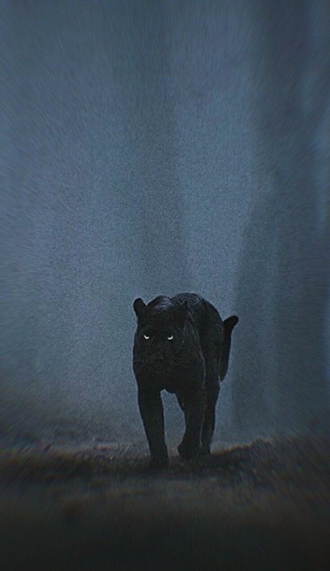 Create meme: k2 black panther, Panther , black panther