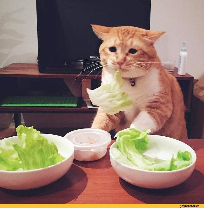 Create meme: the domestic cat , cat with food, cat funny 