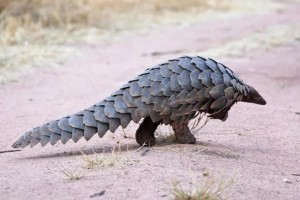 Create meme: giant pangolin, pangolin giant, pangolin pictures