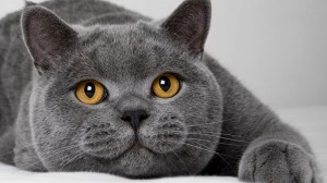 Создать мем: кот британец, серый кот, кошки британской породы