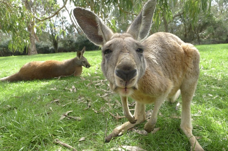 Создать мем: самка кенгуру, способы общения животных между собой, материк австралия кенгуру